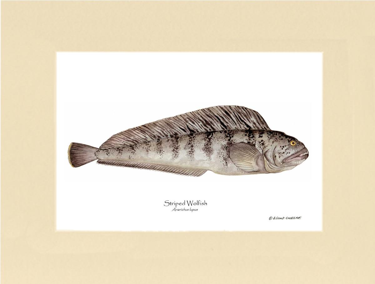 Striped Wolffish Anarichus lupus | Wall Art Fish Print