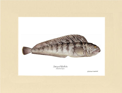 Striped Wolffish Anarichus lupus | Wall Art Fish Print