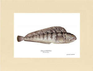 Striped Wolffish Anarichus lupus