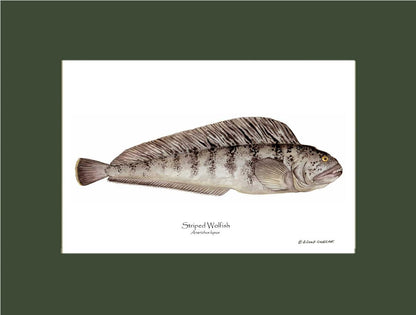 Striped Wolffish Anarichus lupus | Wall Art Fish Print