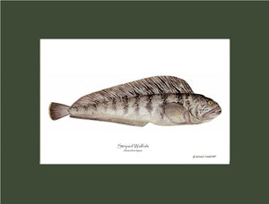 Striped Wolffish Anarichus lupus
