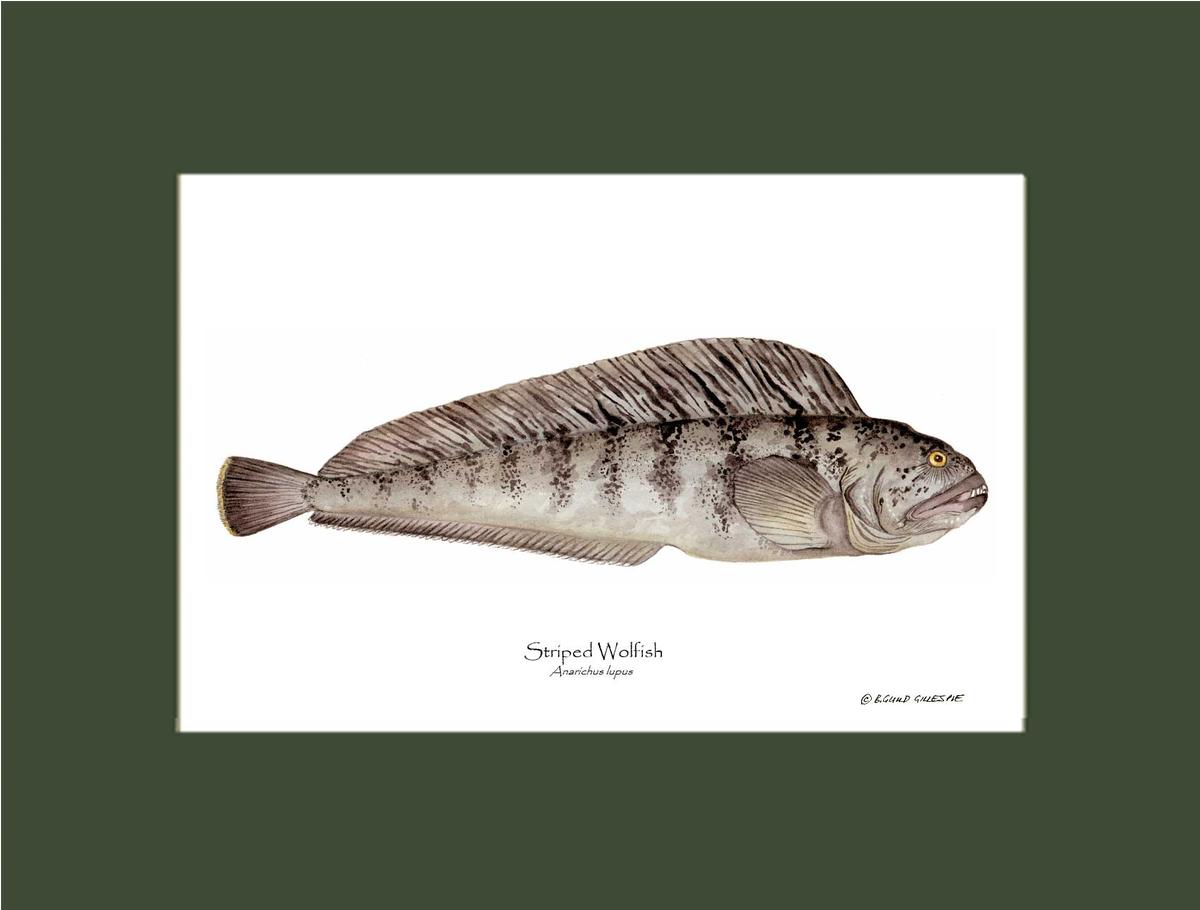 Striped Wolffish Anarichus lupus | Wall Art Fish Print