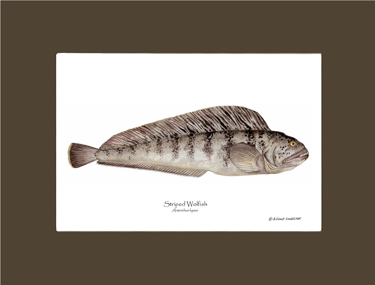 Striped Wolffish Anarichus lupus | Wall Art Fish Print