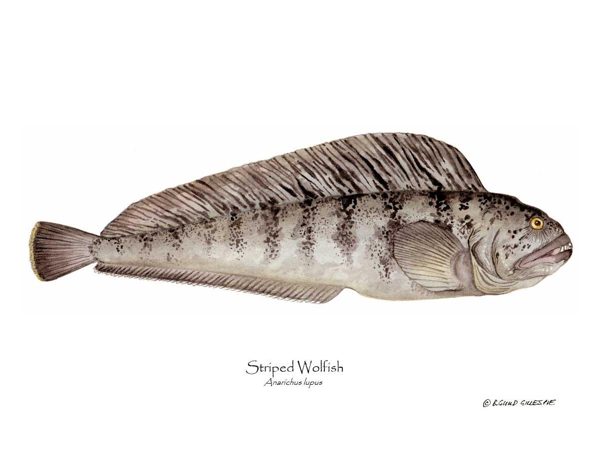 Striped Wolffish Anarichus lupus | Wall Art Fish Print