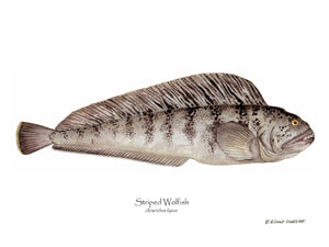 Fish Print: Striped Wolffish Anarichus lupus