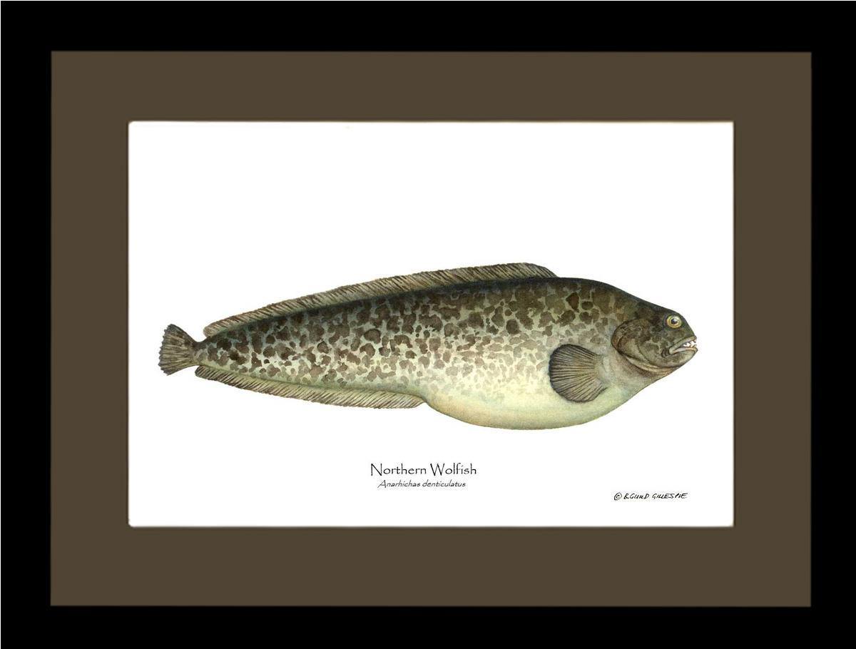 Northern Wolffish - Charting Nature