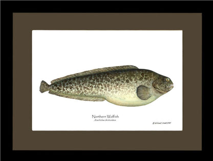 Northern Wolffish - Charting Nature