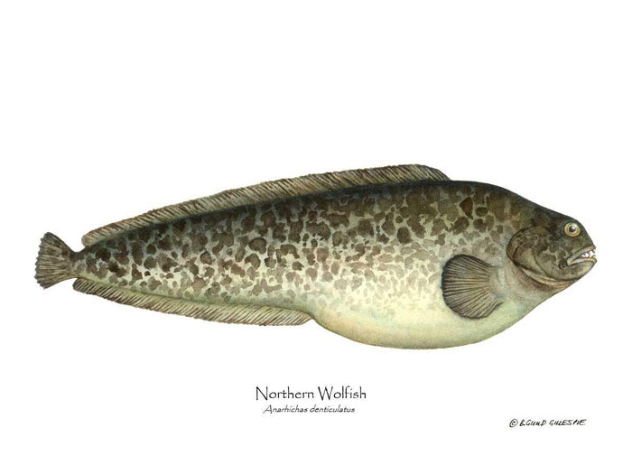 Northern Wolffish