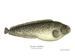 Northern Wolffish - Charting Nature