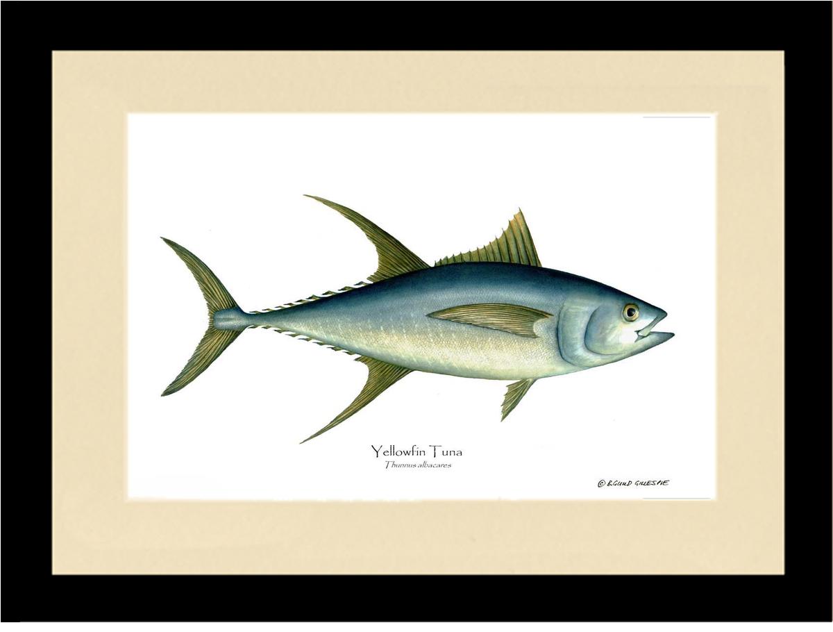Yellowfin Tuna Thunnus albacares | Wall Art Fish Print