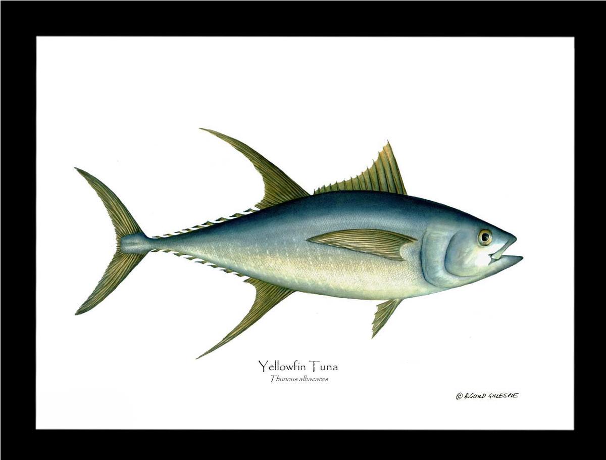 Yellowfin Tuna Thunnus albacares | Wall Art Fish Print