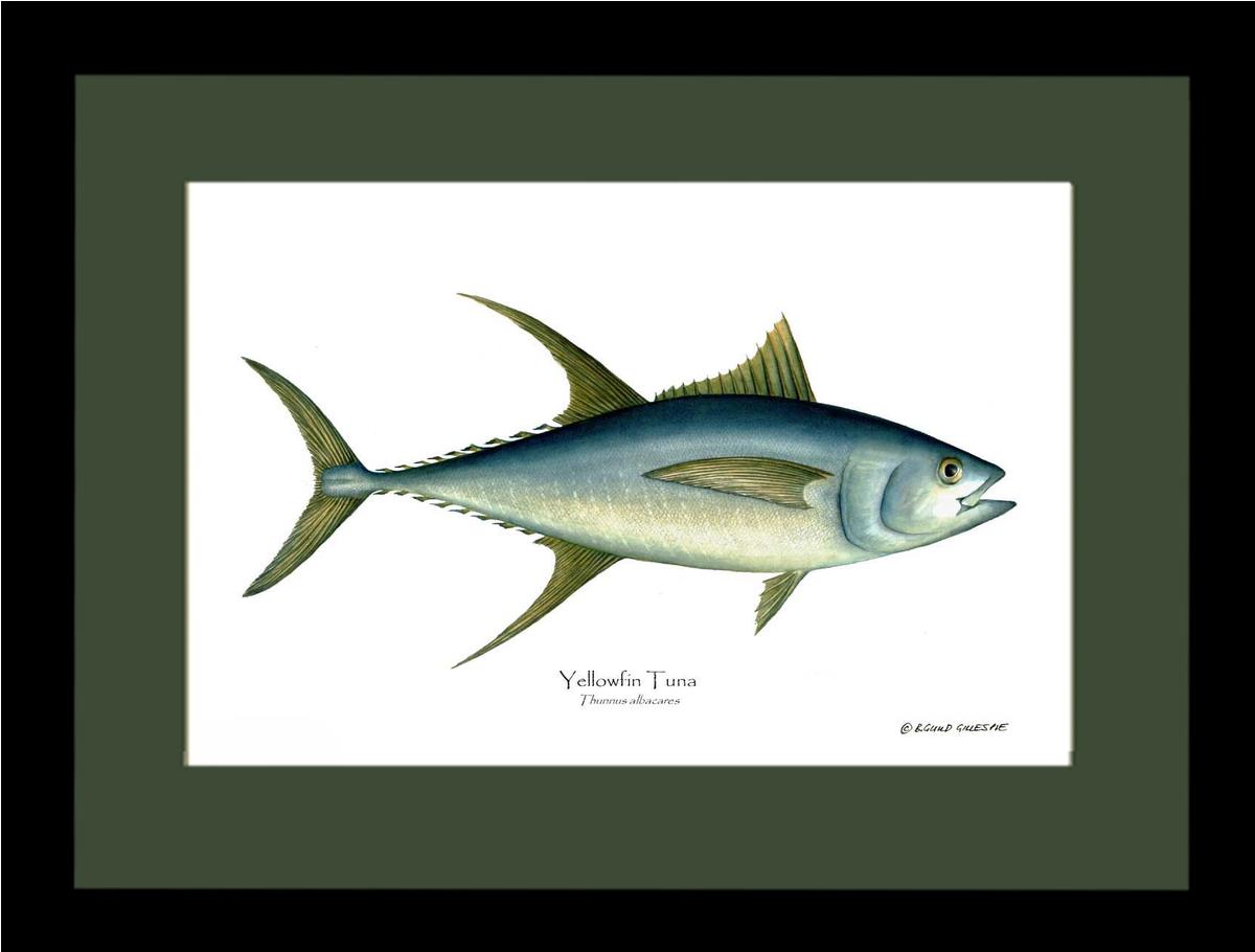 Yellowfin Tuna Thunnus albacares | Wall Art Fish Print