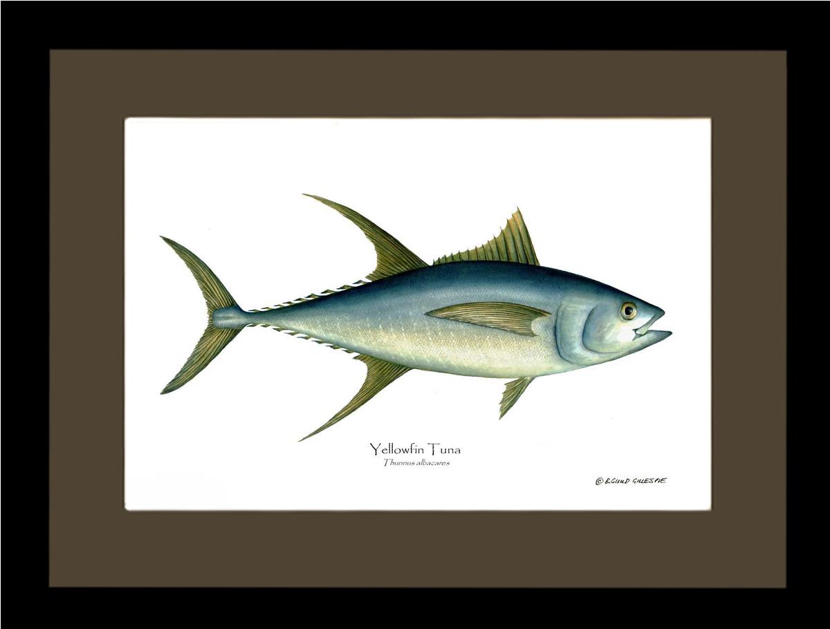 Yellowfin Tuna Thunnus albacares | Wall Art Fish Print