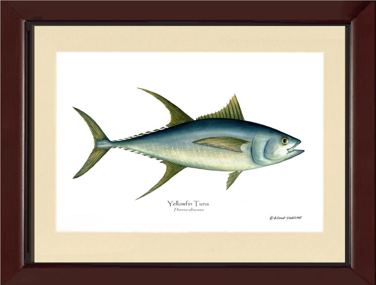 Yellowfin Tuna Thunnus albacares | Wall Art Fish Print