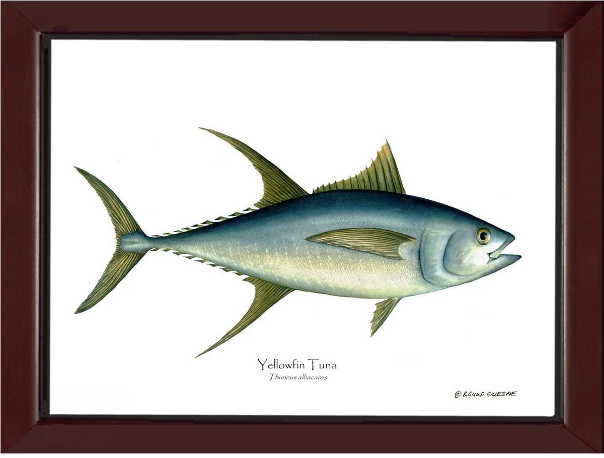 Yellowfin Tuna Thunnus albacares | Wall Art Fish Print