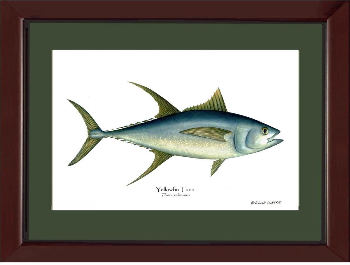 Yellowfin Tuna Thunnus albacares | Wall Art Fish Print
