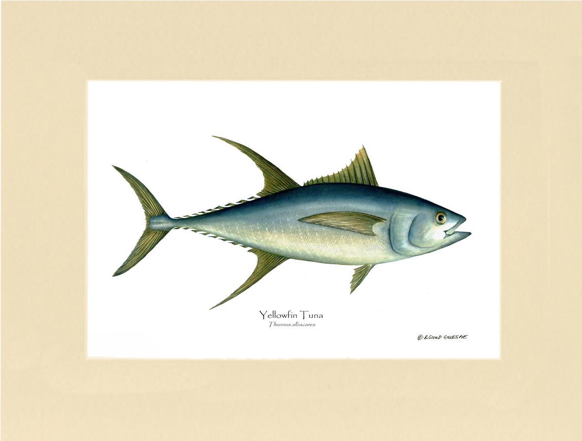Yellowfin Tuna Thunnus albacares | Wall Art Fish Print