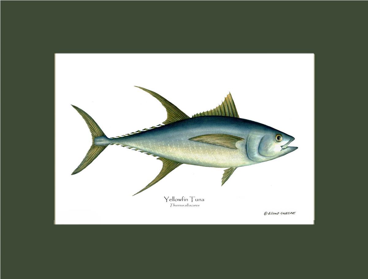 Yellowfin Tuna Thunnus albacares | Wall Art Fish Print