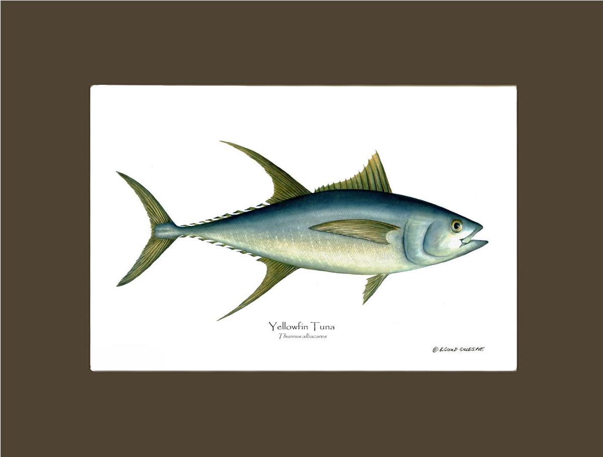 Yellowfin Tuna Thunnus albacares | Wall Art Fish Print