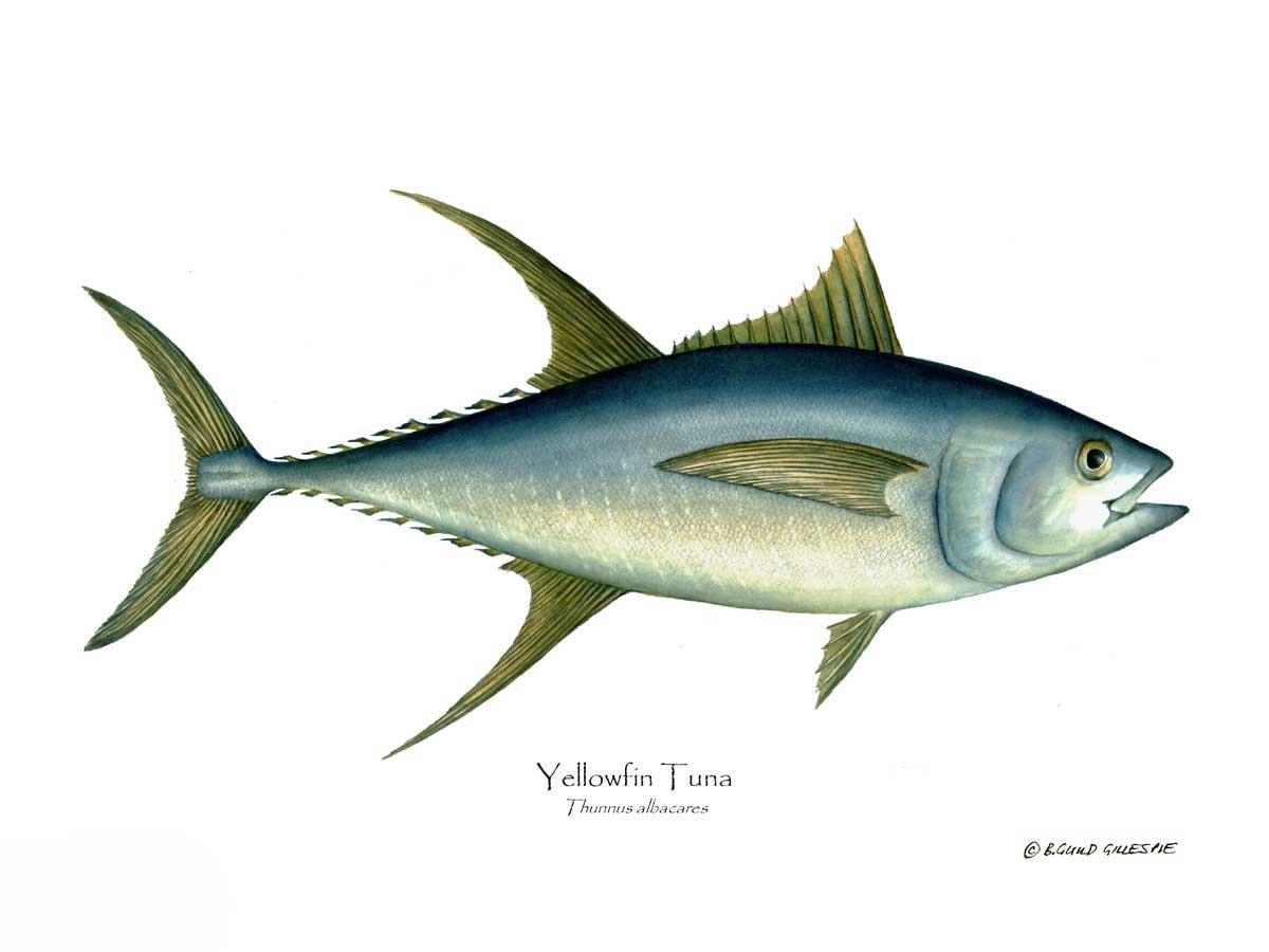 Yellowfin Tuna Thunnus albacares | Wall Art Fish Print