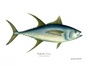 Fish Print: Yellowfin Tuna Thunnus albacares