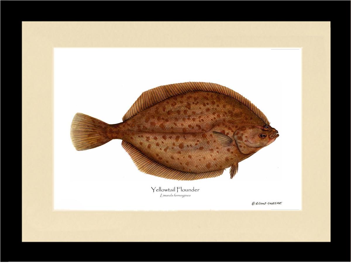 Yellowtail Flounder Limanda ferrunginea | Wall Art Fish Print