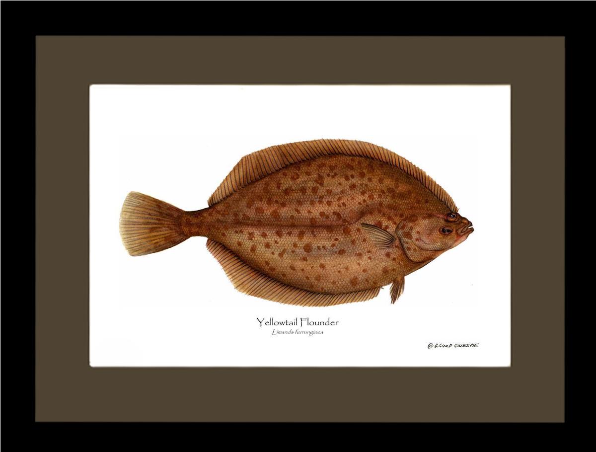Yellowtail Flounder Limanda ferrunginea | Wall Art Fish Print