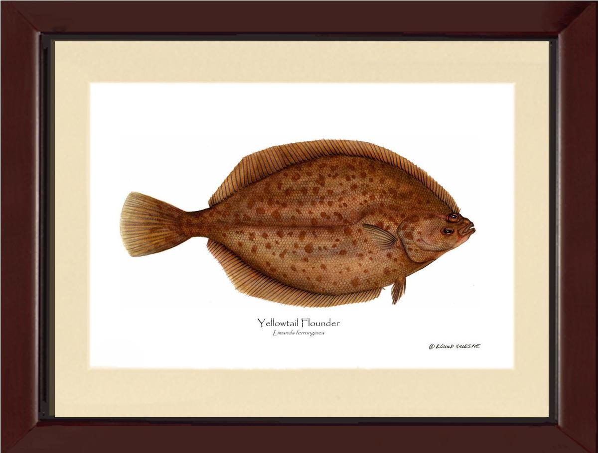 Yellowtail Flounder Limanda ferrunginea | Wall Art Fish Print