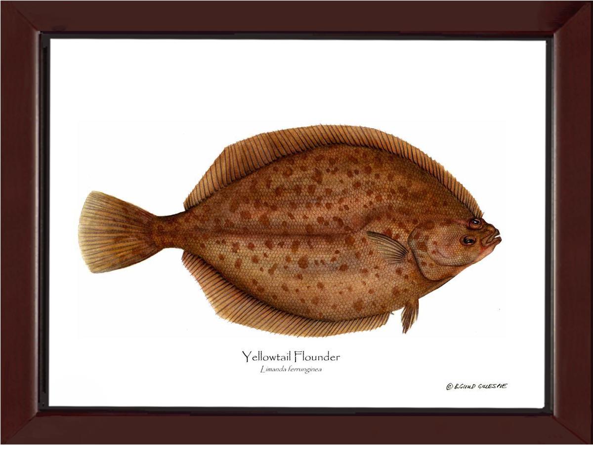 Yellowtail Flounder Limanda ferrunginea | Wall Art Fish Print