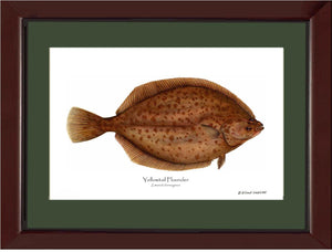 Yellowtail Flounder Limanda ferrunginea