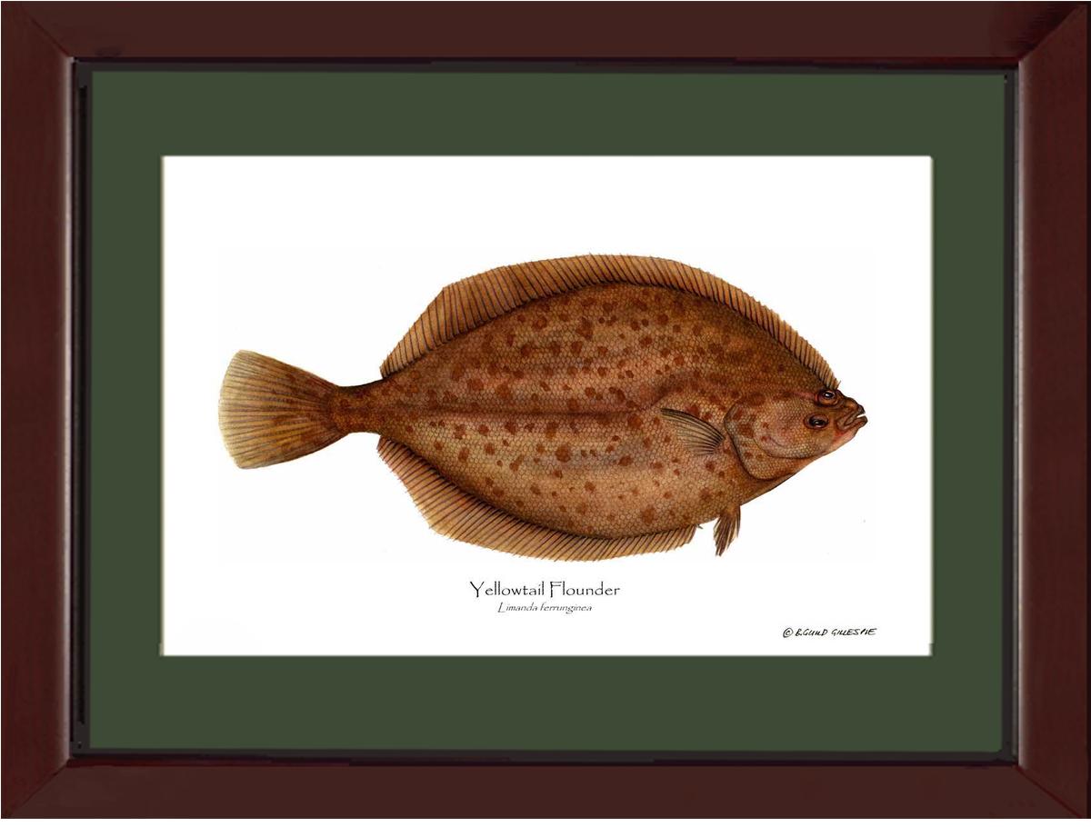Yellowtail Flounder Limanda ferrunginea | Wall Art Fish Print