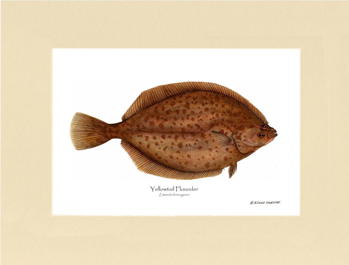 Yellowtail Flounder Limanda ferrunginea | Wall Art Fish Print