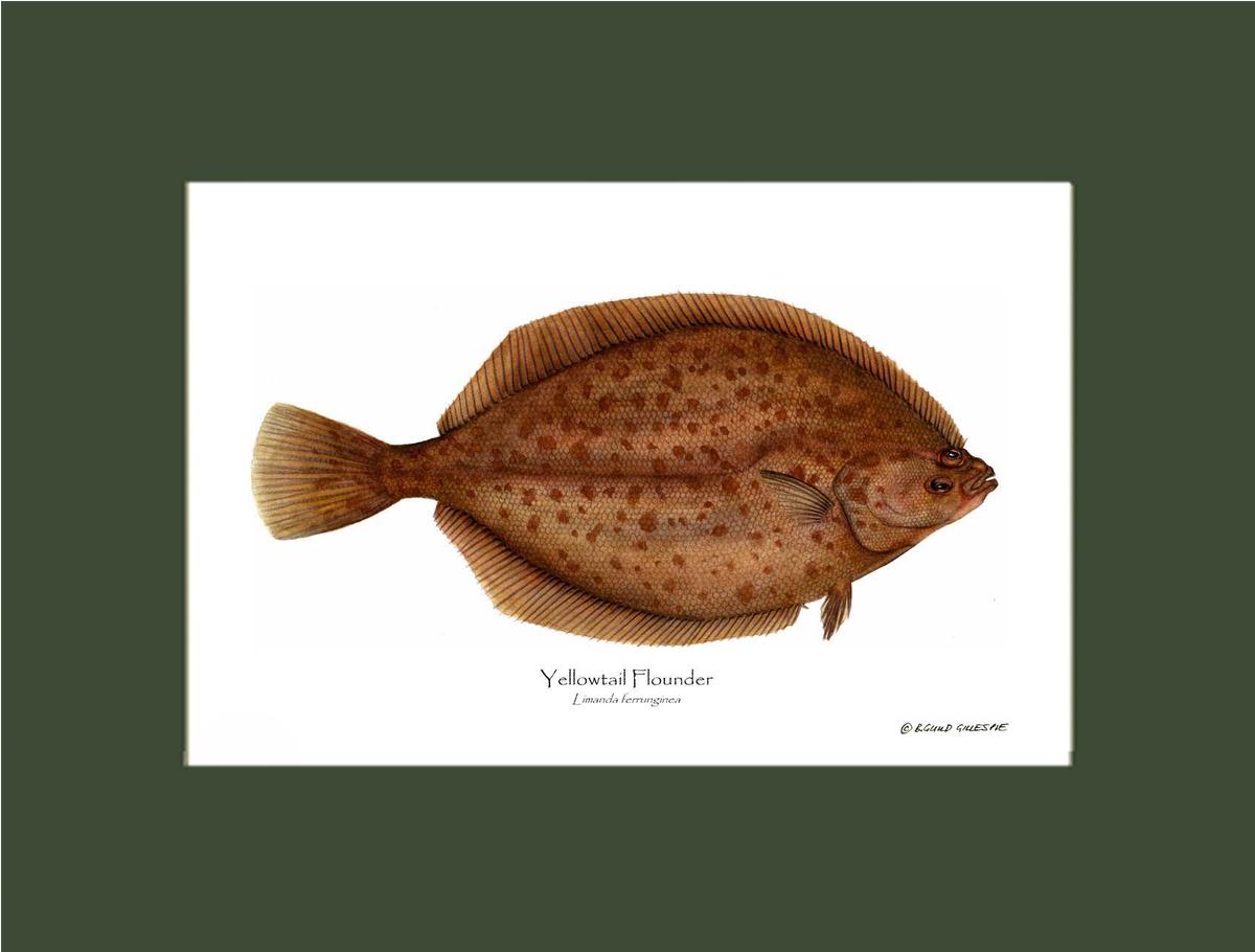 Yellowtail Flounder Limanda ferrunginea | Wall Art Fish Print