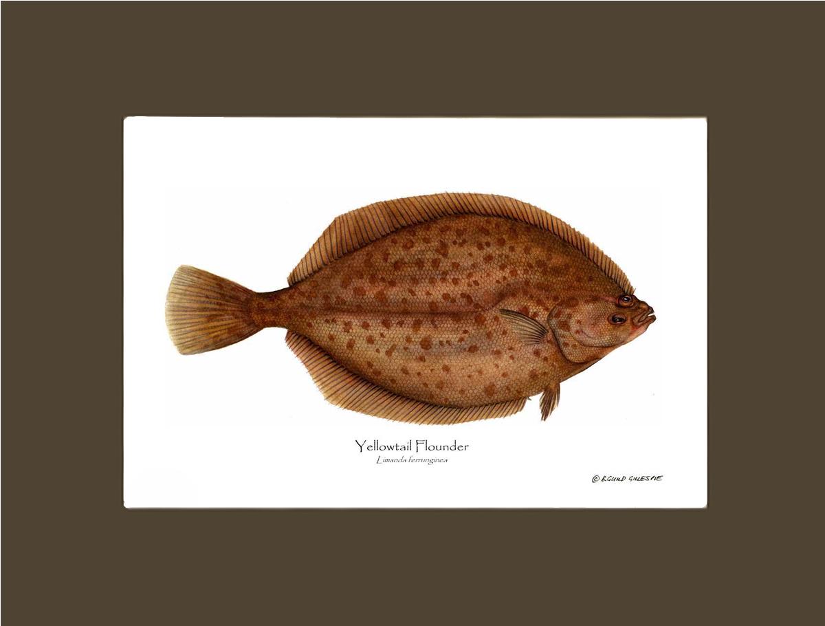 Yellowtail Flounder Limanda ferrunginea | Wall Art Fish Print