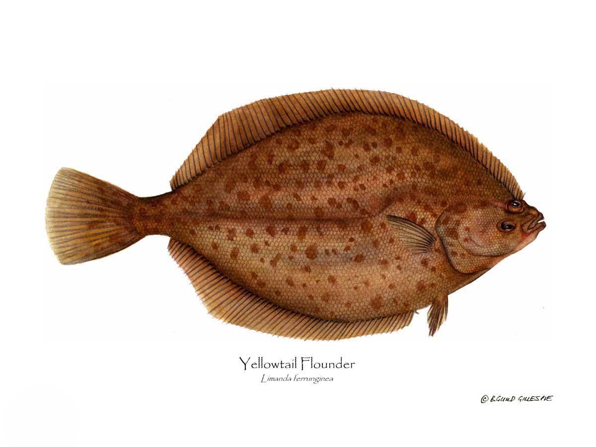 Yellowtail Flounder Limanda ferrunginea | Wall Art Fish Print