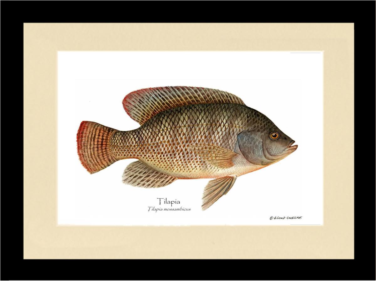 Tilapia Tilapia mossam | Wall Art Fish Print