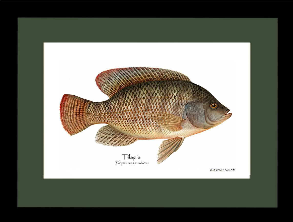 Tilapia Tilapia mossam | Wall Art Fish Print