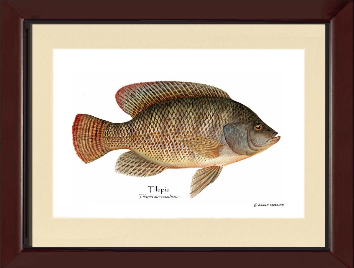 Tilapia Tilapia mossam | Wall Art Fish Print
