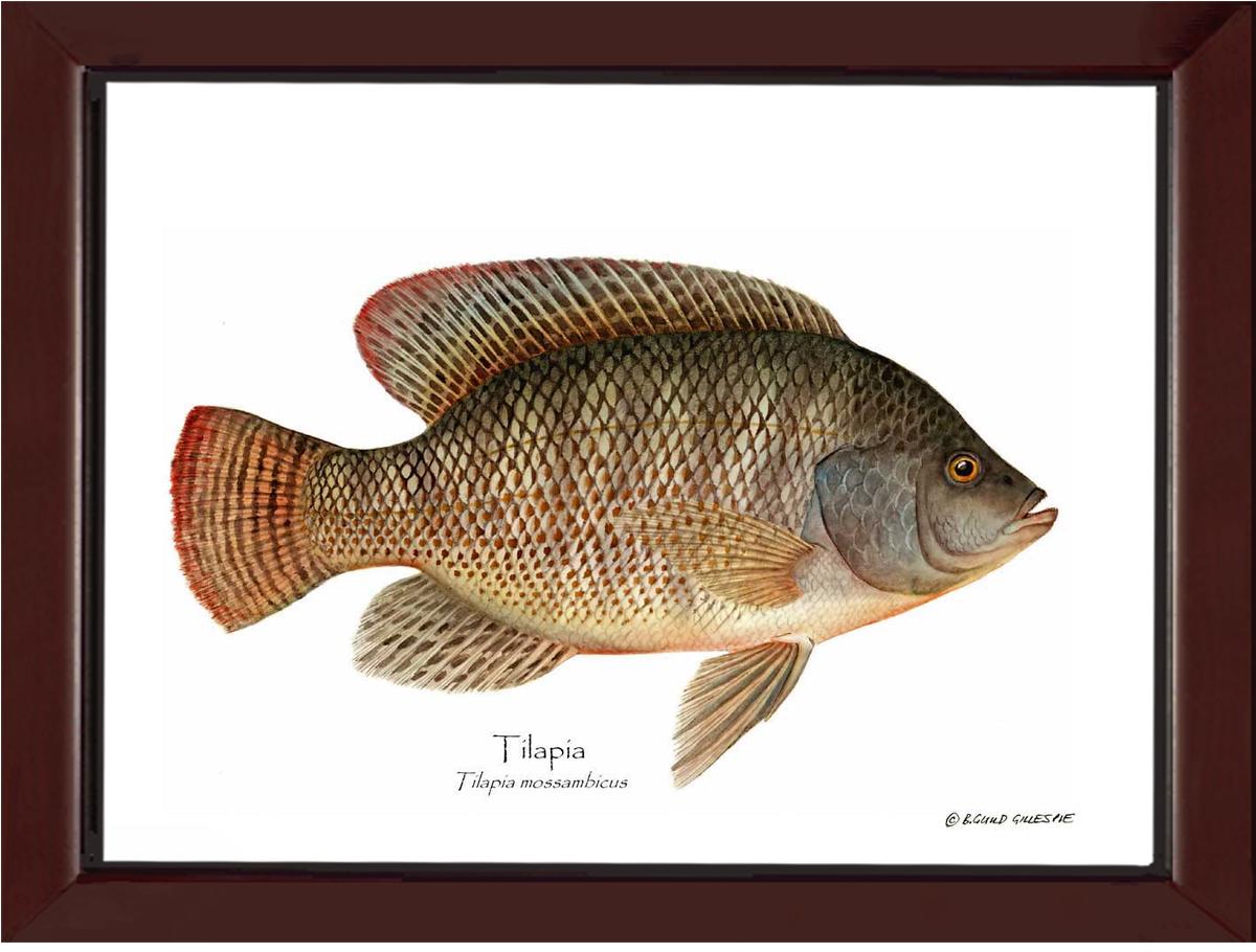 Tilapia Tilapia mossam | Wall Art Fish Print