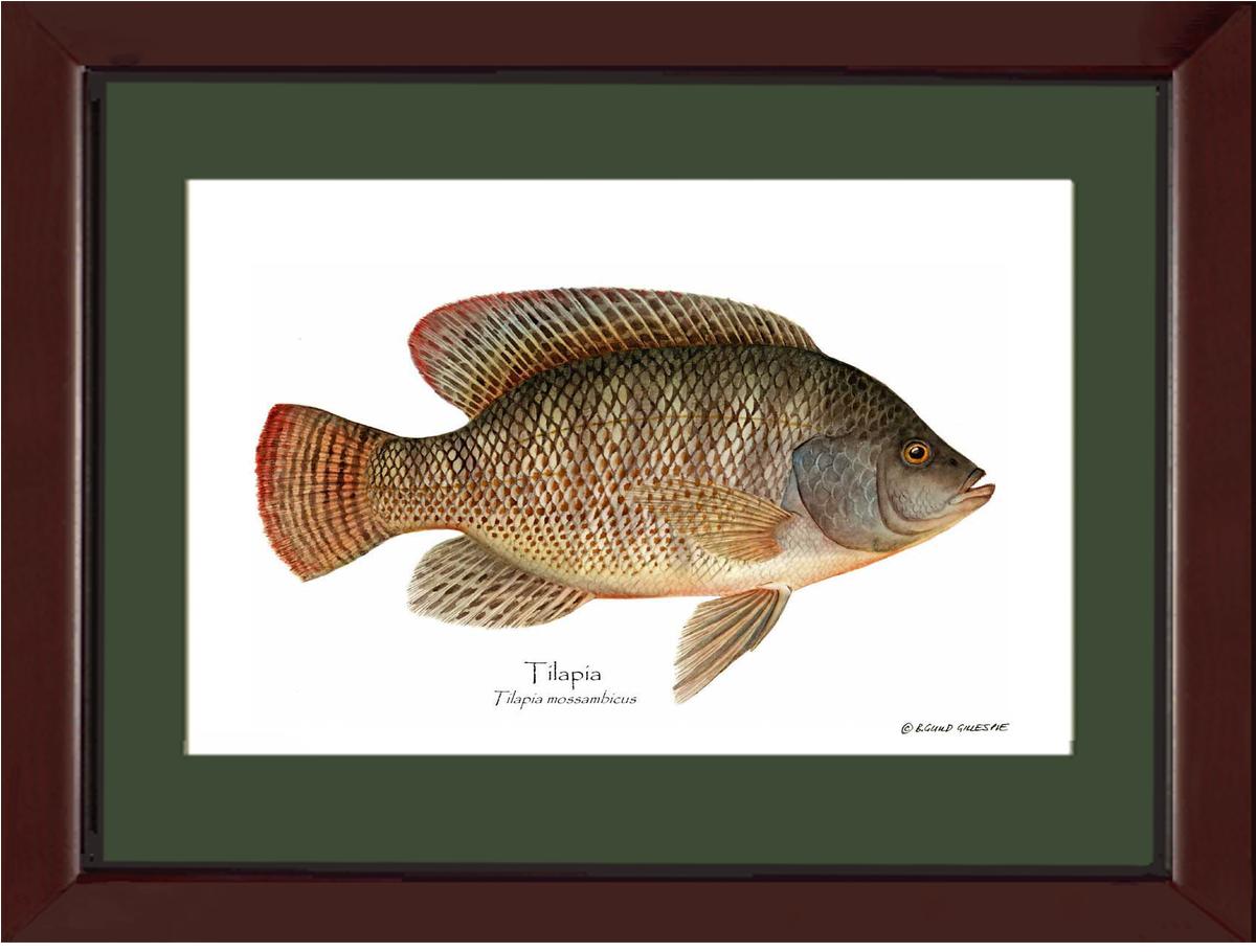 Tilapia Tilapia mossam | Wall Art Fish Print