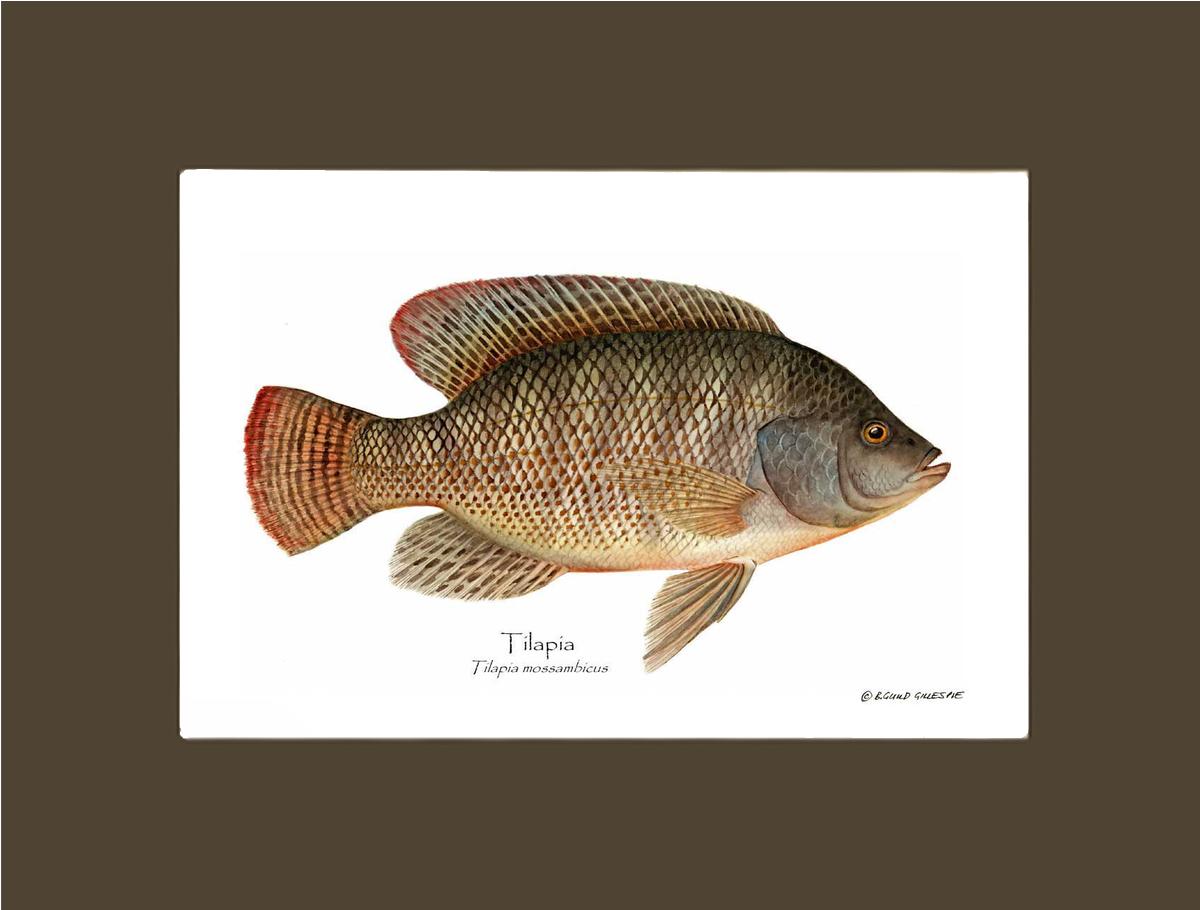 Tilapia Tilapia mossam | Wall Art Fish Print