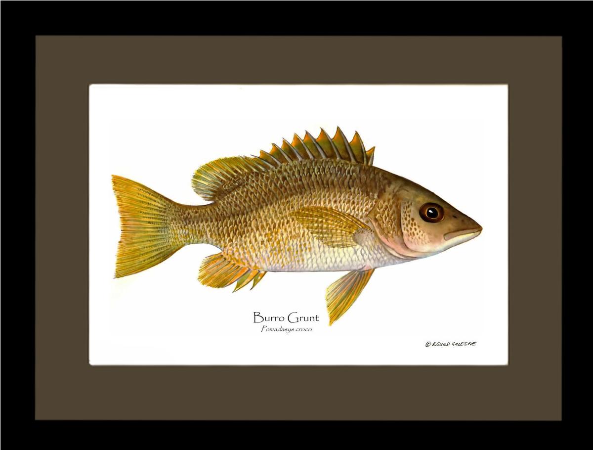 Burro Grunt Pomadasys croco | Wall Art Fish Print