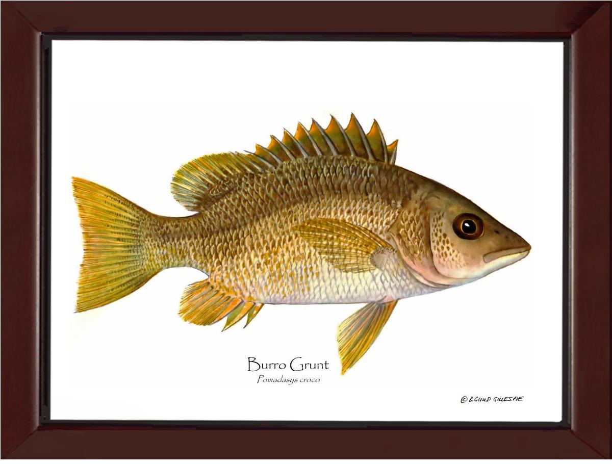 Burro Grunt Pomadasys croco | Wall Art Fish Print