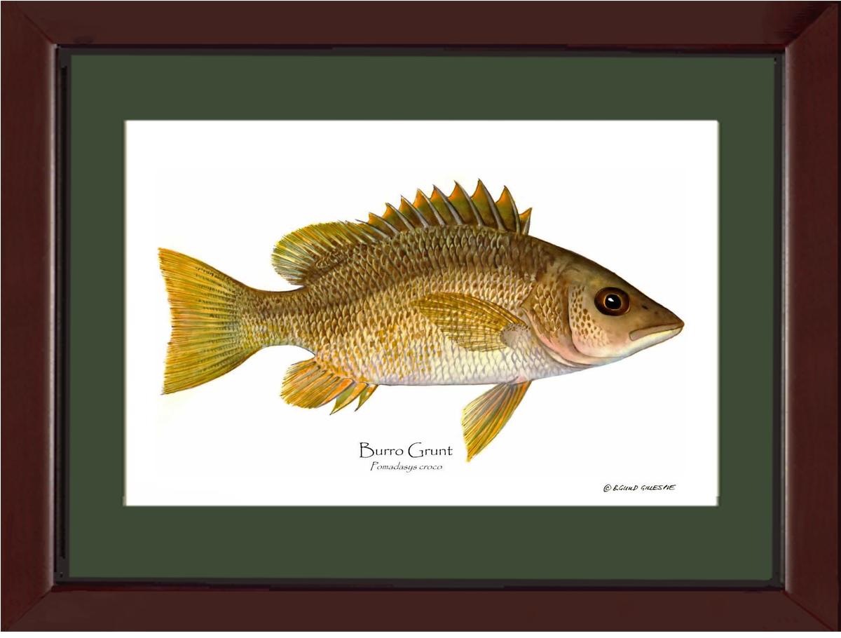 Burro Grunt Pomadasys croco | Wall Art Fish Print