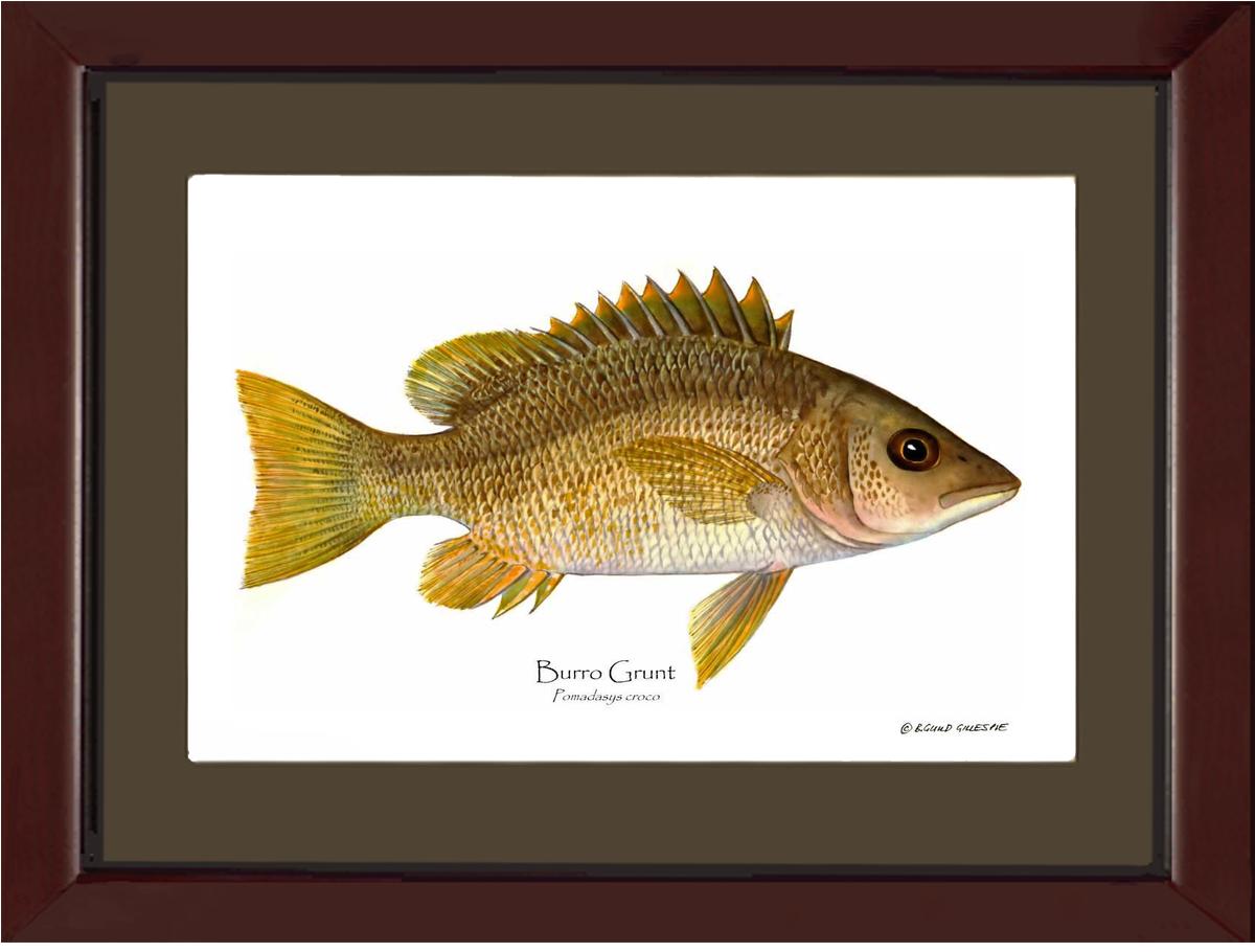 Burro Grunt Pomadasys croco | Wall Art Fish Print