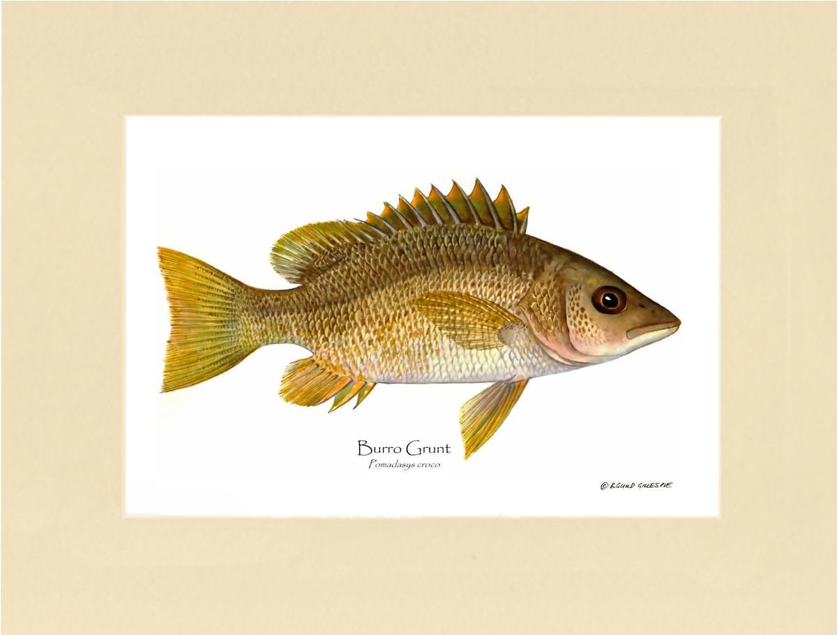 Burro Grunt Pomadasys croco | Wall Art Fish Print