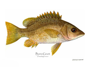 Fish Print: Burro Grunt Pomadasys croco