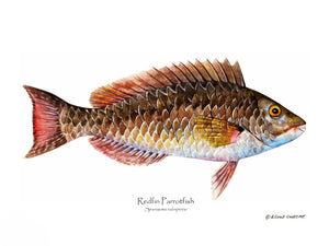Fish Print: Redfin Parrotfish Sparisoma rubripinne