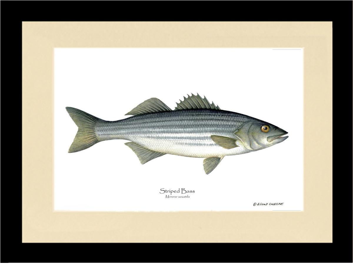 Striped Bass Morone saxatilis | Wall Art Fish Print