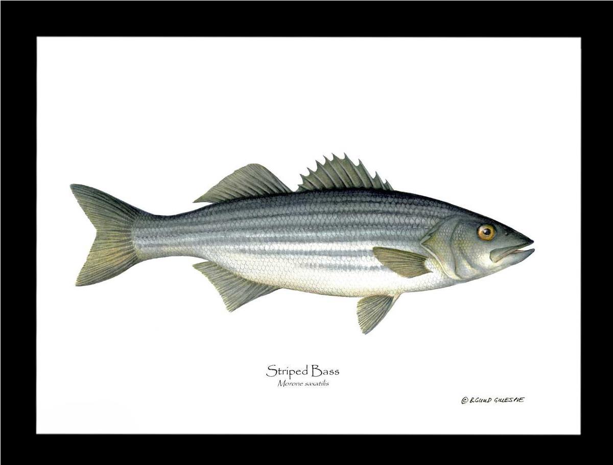Striped Bass Morone saxatilis | Wall Art Fish Print